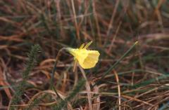 Narcissus bulbocodium, 2 mars 2003, Morcenx (40)