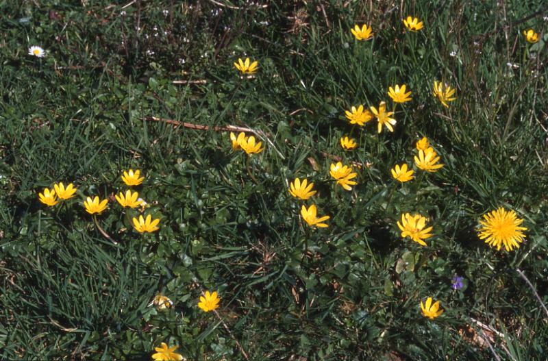 Ranunculus ficaria, 8 mars 2003, Col d'Osquich (64)