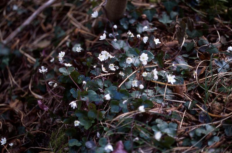 Hepatica nobilis, 15 mars 2003, Holzart (64)