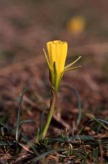 Narcissus bulbocodium, 14 mars 2003, Holzarte (64)