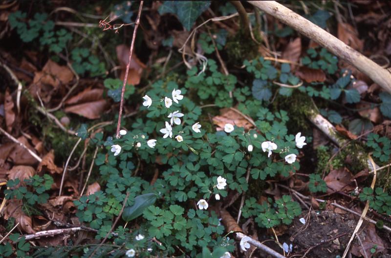 Isopyrum thalictroides, 15 mars 2003, Holzart (64)