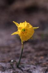 Narcissus bulbocodium, 23 mars 2003, Morcenx (40)