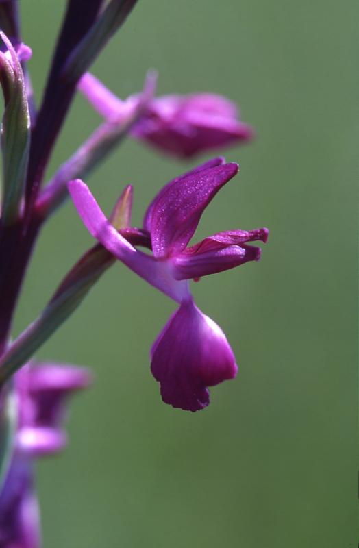 Orchis laxiflora, 27 avril 2003 Bellegarde (32)