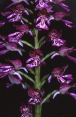 Orchis x hybrida, 27 avril 2003, Bellegarde (Gers)