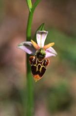 Ophrys scolopax, 27 avril 2003, Bellegarde (32)