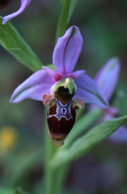 Ophrys scolopax, 29 avril 2003, Salies de Barn (64)
