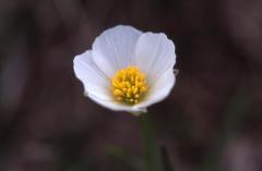 Ranunculus pyrenaeus, 1 mai 2003, Bious Artigues (64)