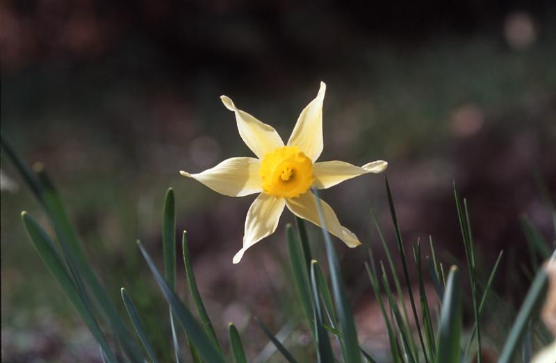 Narcissus pseudonarcissus, 1 mai 2003, Bious Artigues (64)