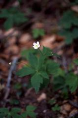 Ranunculus aconitifolius, 1 mai 2003, Bious Artigues (64)
