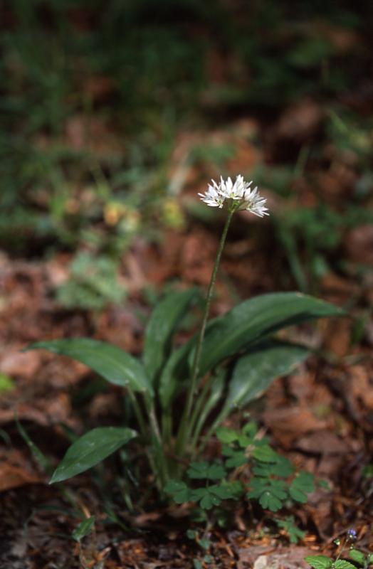 Allium ursinum, 2 mai 2003, Holzart (64)
