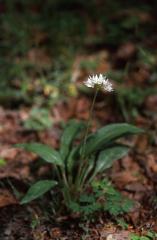 Allium ursinum, 2 mai 2003, Holzarté (64)