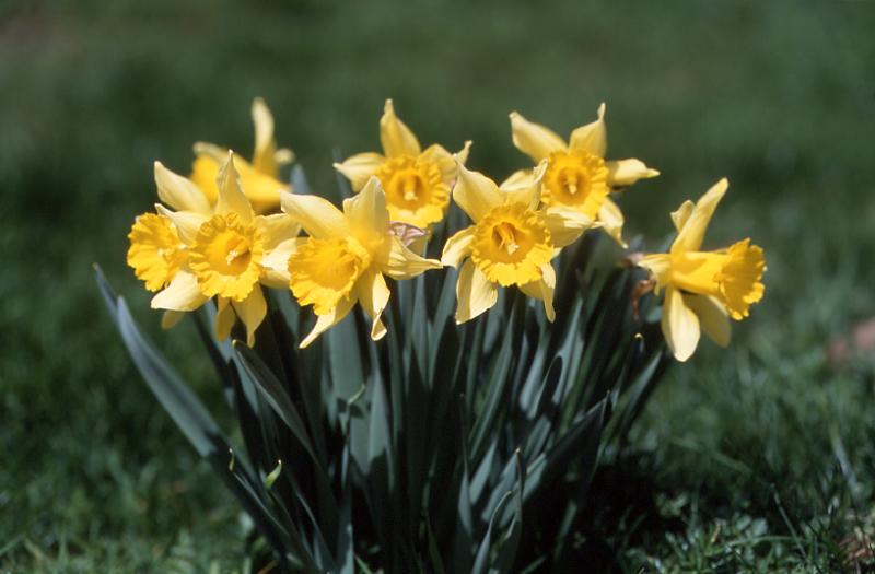 Narcissus pseudonarcissus, 4 mai 2003, Bious Artigues (64)