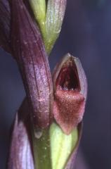 Serapias parviflora, 8 mai 2003, Arjuzanx (40)