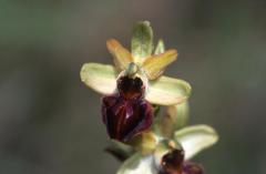 Ophrys sphegodes, 9 mai 2003, Erro (Navarre)