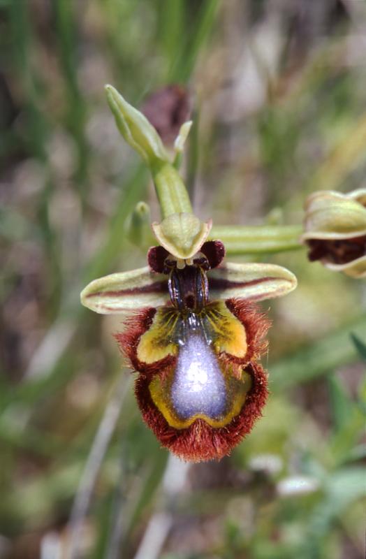 Ophrys ciliata, 9 mai 2003, Artajona (Navarre)