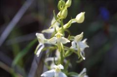 Platanthera bifolia, 9 mai 2003, Huarte (Navarre)