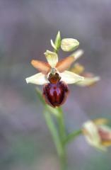 Ophrys sphegodes, 9 mai 2003, Huarte (Navarre)