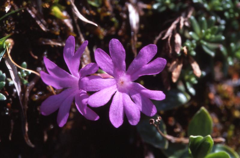 Primula integrifolia, 10 mai 2003, Bious Artigues (64)