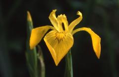 Iris pseudacorus, 11 Mai 2003, Villenave (40)