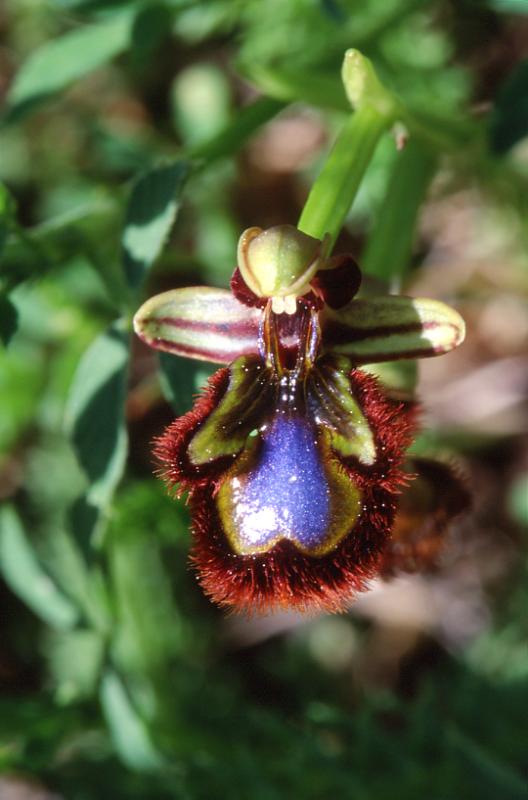Ophrys ciliata, 17 mai 2003, Jaca (Aragon)
