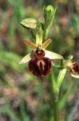 Ophrys sphegodes, 17 mai 2003, Jaca (Aragon)