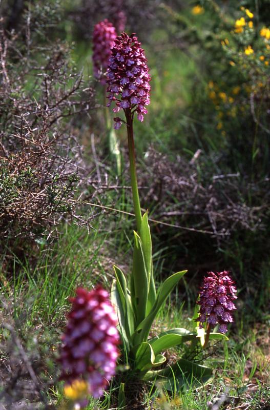 Orchis purpurea, 17 mai 2003, Jaca (Aragon)