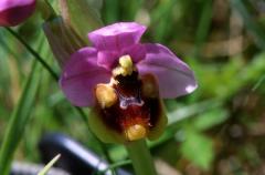 Ophrys tenthredinifera, 27 mai 2003 Erro (Navarre)