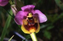 Ophrys tenthredinifera, 27 mai 2003 Erro (Navarre)