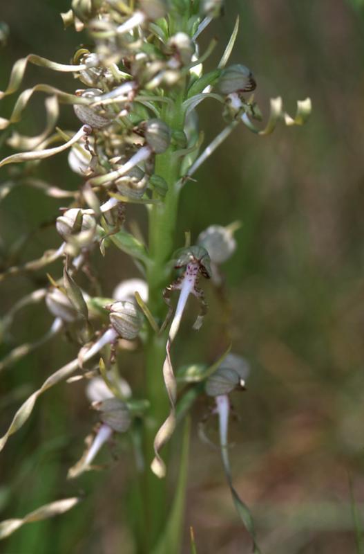Himantoglossum hircinum, 27 mai 2003, Huarte (Navarre)