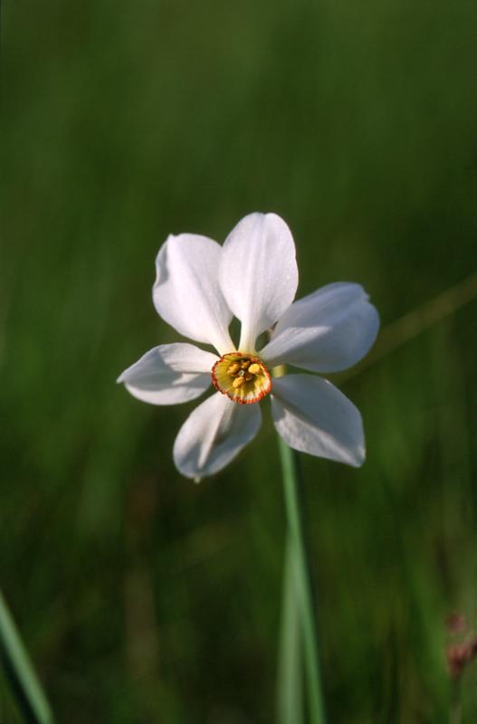 Narcissus poeticus, 28 mai 2003, Causse Méjean (48)