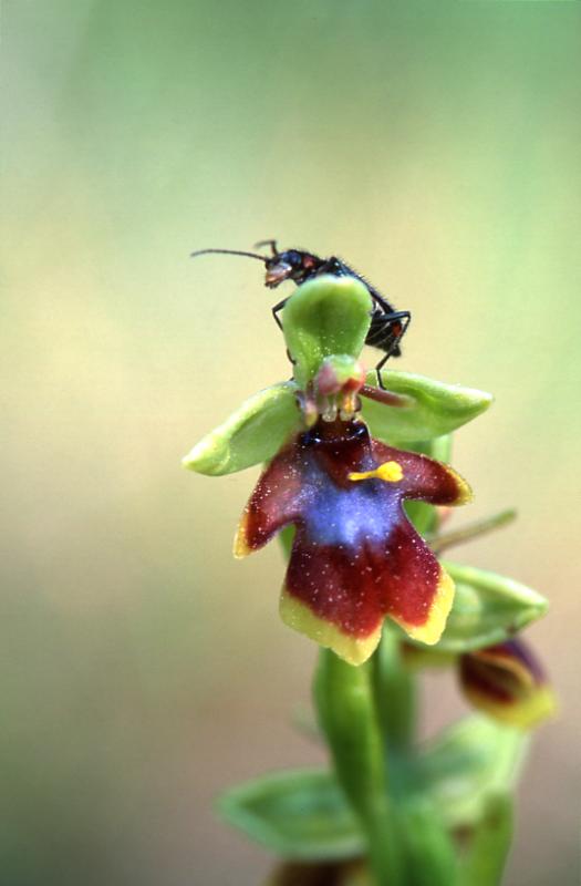 Ophrys aymoninii, 29 mai 2003, Causse Mjean (48)