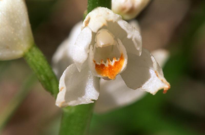 Cephalantera longifolia, 29 mai 2003, Causse Mjean (48)