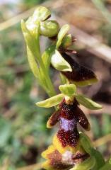 Ophrys aymoninii, 29 mai 2003, Causse Méjean (48)