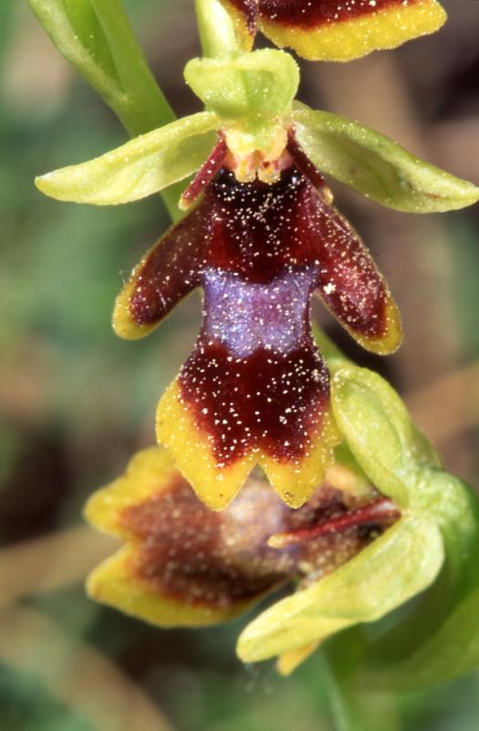 Ophrys aymoninii, 29 mai 2003, Causse Mjean (48)