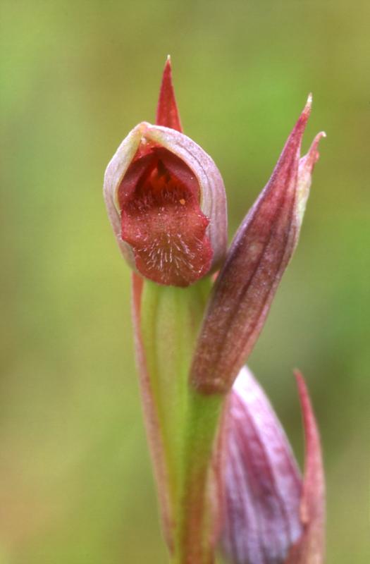 Serapias parviflora, 1 juin 2003, Arjuzanx (40)