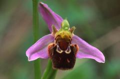 Ophrys apifera, 8 juin 2003, Simorre (32)