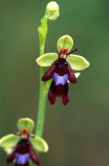 Ophrys insectifera, 8 juin 2003, Simorre (32)