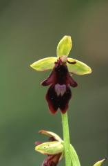 Ophrys insectifera, 8 juin 2003, Simorre (32)