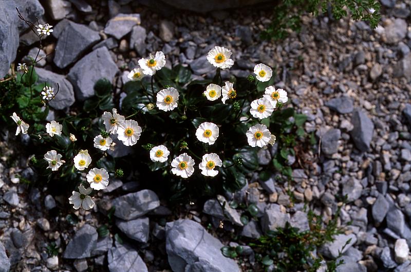 Ranunculus parnassifolius, 14 juin 2003, Ansabère (64)