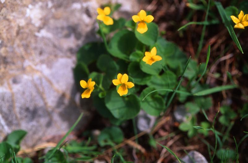 Viola biflora, 14 juin 2003, Ansabre (64)