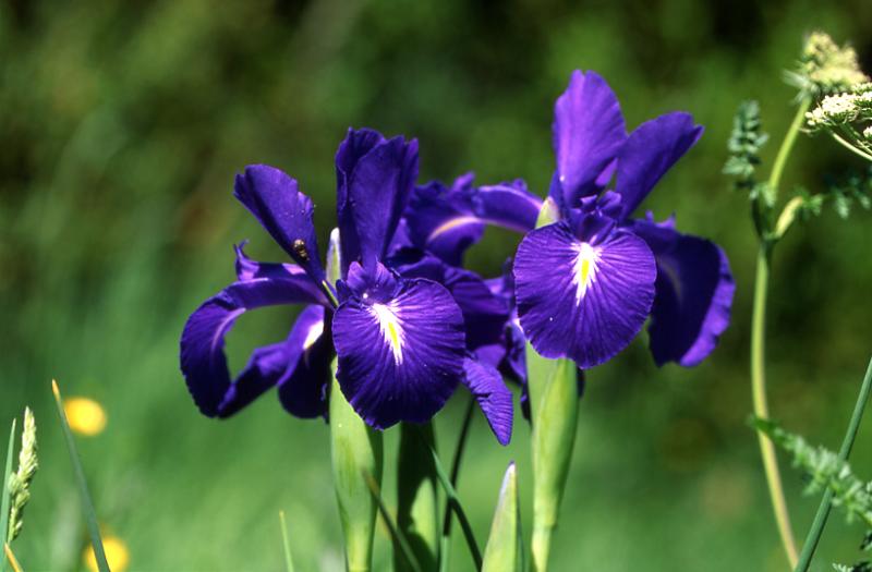 Iris latifolia, 22 juin 2003, Formigal (Aragon)