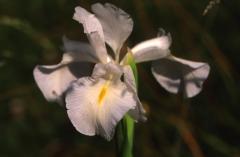 Iris latifolia, 29 juin 2003, Bious Artigues (64)