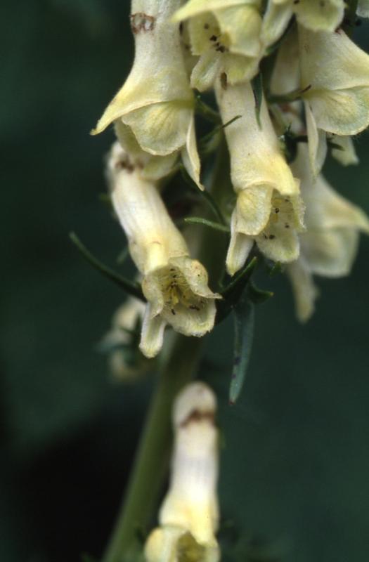 Aconitum vulparia, 14 juillet 2003, Lac d'Estaens (64)