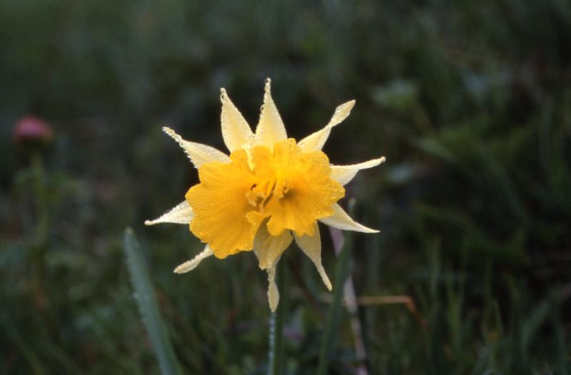 Narcissus pseudonarcissus, 24 mai 2003, Col du Pourtalet (Aragon)