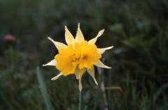 Narcissus pseudonarcissus, 24 mai 2003, Col du Pourtalet (Aragon)